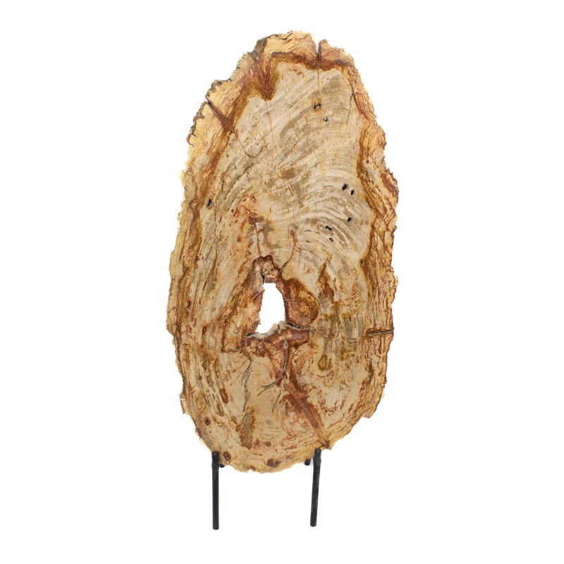 Tranche de bois pétrifié