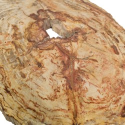 Tranche de bois pétrifié