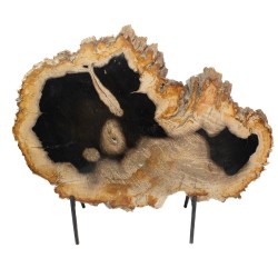 Bois pétrifié