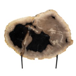 Bois pétrifié