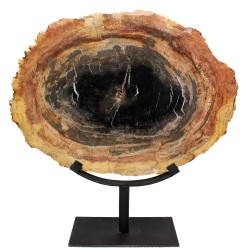 Tranche de bois pétrifié