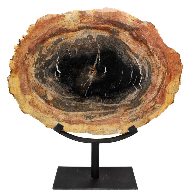 Tranche de bois pétrifié