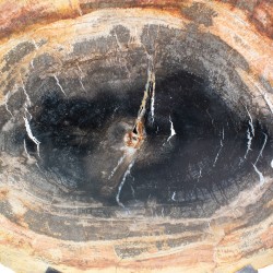 Tranche de bois pétrifié