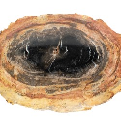 Tranche de bois pétrifié