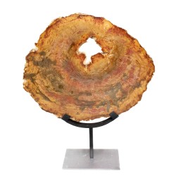 Bois pétrifié