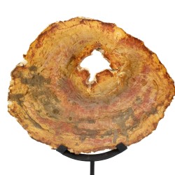 Bois pétrifié