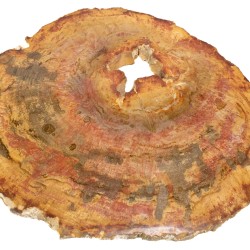Bois pétrifié