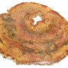 Bois pétrifié