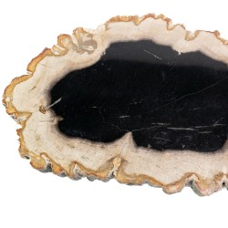 Bois pétrifié
