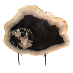 Bois pétrifié avec cristaux.