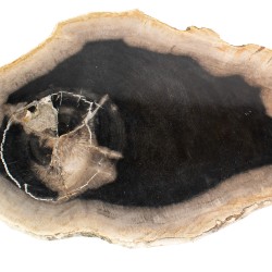 Bois pétrifié avec cristaux.