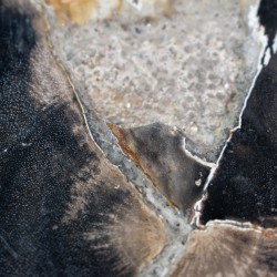 Bois pétrifié avec cristaux.