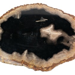 Bois pétrifié